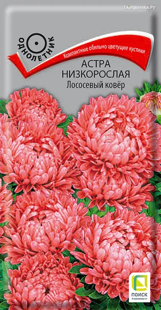Астра низкорослая Лососевый ковер 0,2 г, Семена Поиск