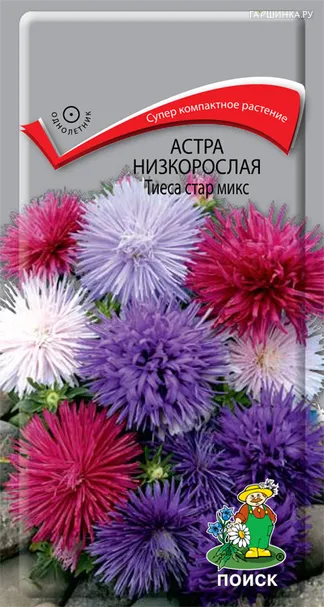 Астра низкорослая Тиеса стар микс 0,2, Поиск