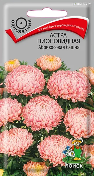 Астра пионовидная Абрикосовая башня 0,3, Поиск