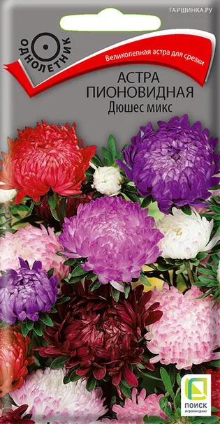 Астра пионовидная Дюшес микс 0,3, Поиск