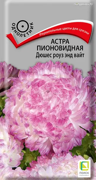 Астра пионовидная Дюшес роуз энд вайт 0,3, Поиск