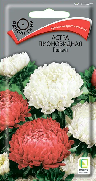 Астра пионовидная Полька 0,3 г, Семена Поиск