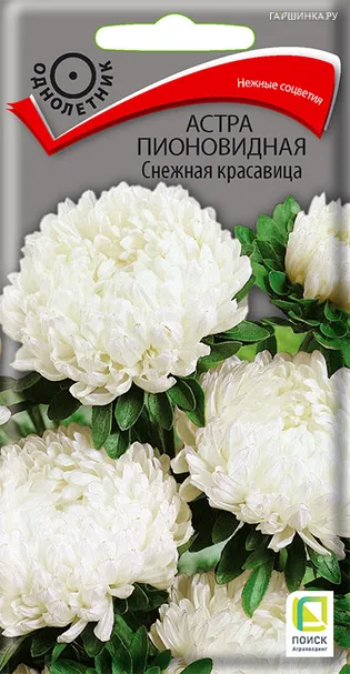 Астра пионовидная Снежная красавица 0,3, Поиск