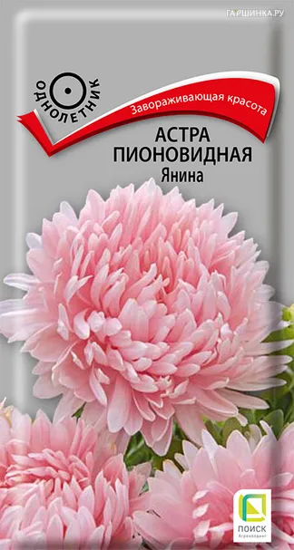 Астра пионовидная Янина 0,3, Поиск