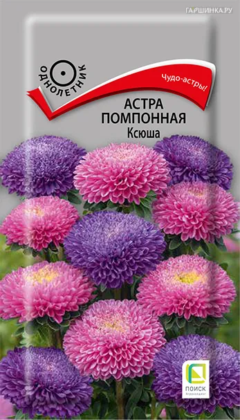Астра помпонная Ксюша 0,3, Поиск