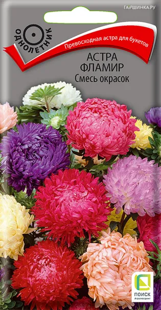 Астра Фламир Смесь окрасок 0,3, Поиск
