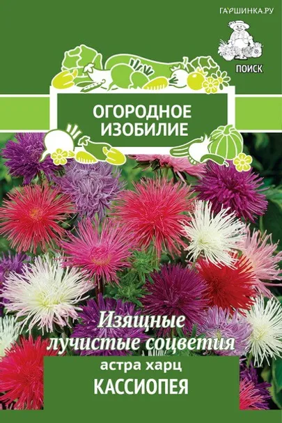 Астра Харц Кассиопея 0,3, Поиск