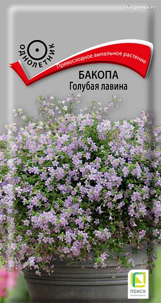 Бакопа Голубая лавина 5, Поиск