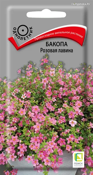 Бакопа Розовая лавина 5, Поиск