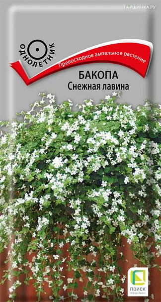 Бакопа Снежная лавина 5, Поиск