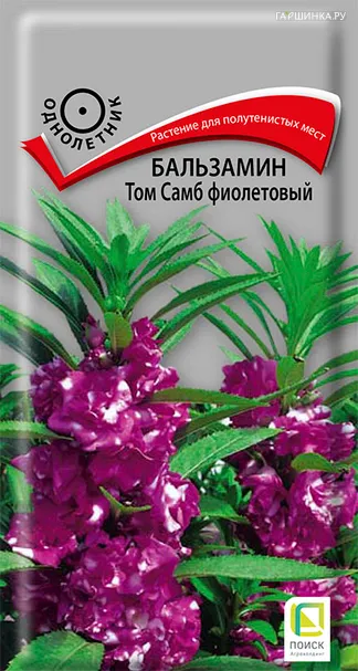 Бальзамин Том Самб фиолетовый 0,1, Поиск