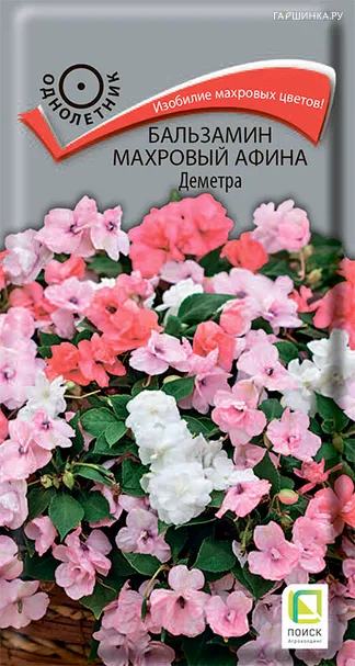 Бальзамин махровый Афина Деметра 5, Поиск