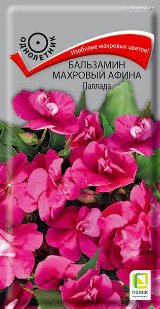 Бальзамин махровый Афина Паллада 5 шт, Семена Поиск