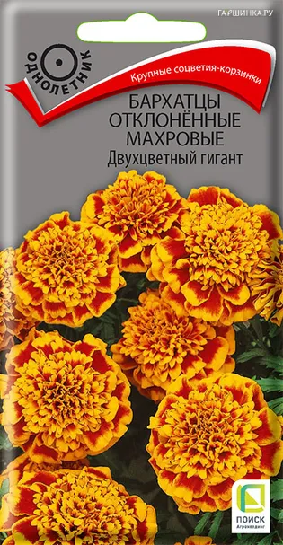 Бархатцы отклоненные махровые Двухцветный гигант 0,4, Поиск