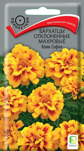 Бархатцы отклоненные махровые Квин София 0,4, Поиск