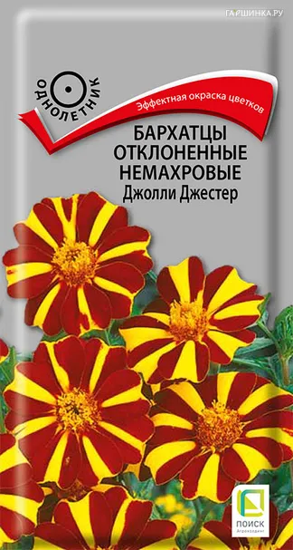 Бархатцы отклоненные немахровые Джолли Джестер 0,2, Поиск