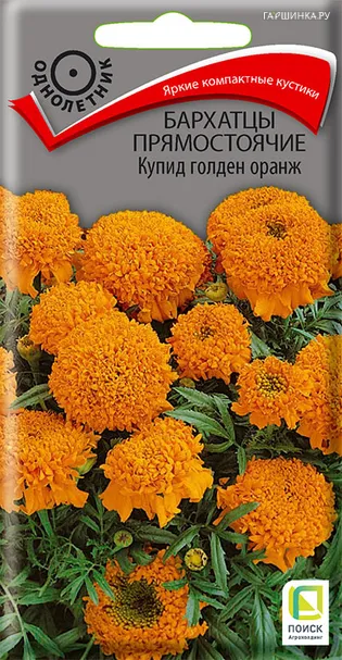 Бархатцы прямостоячие Купид голден оранж 0,2, Поиск