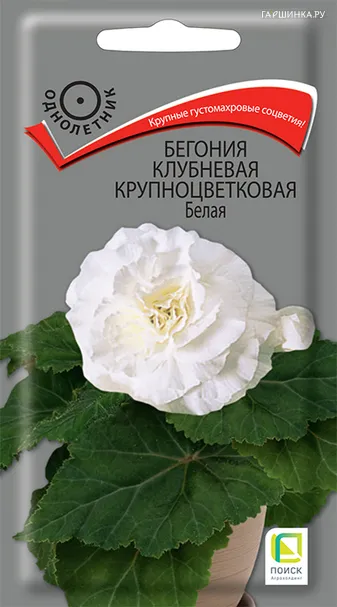 Бегония клубневая крупноцветковая Белая 5, Поиск