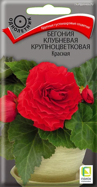 Бегония клубневая крупноцветковая Красная 5, Поиск