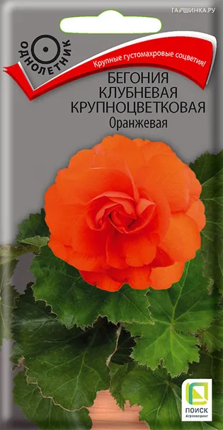 Бегония клубневая крупноцветковая Оранжевая 5, Поиск