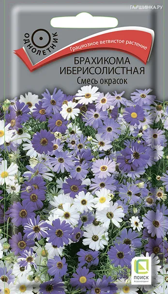 Брахикома иберисолистная Смесь окрасок 0,03, Поиск