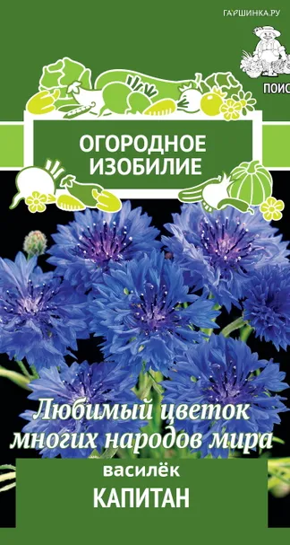Василек Капитан 1, Поиск