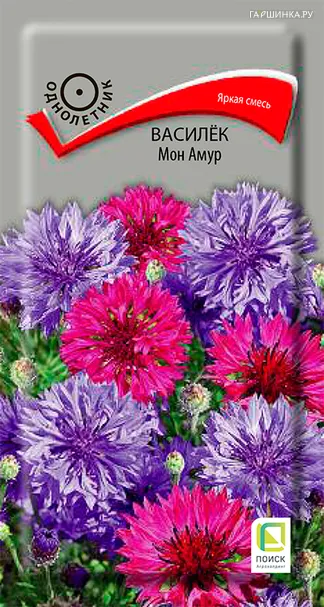 Василек Мон Амур 1, Поиск