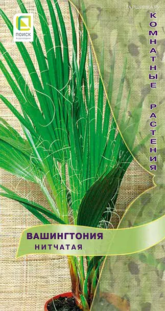 Вашингтония Нитчатая 3 шт, Семена Поиск