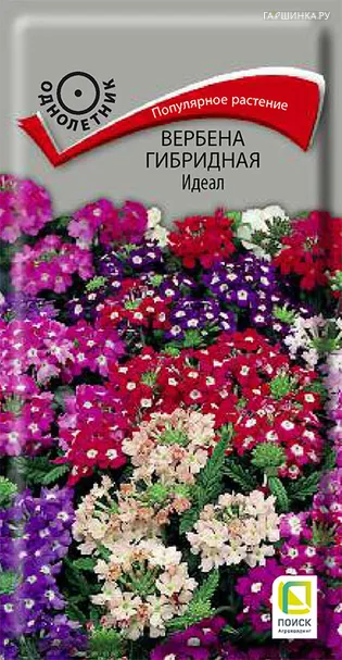 Вербена гибридная Идеал 0,2, Поиск