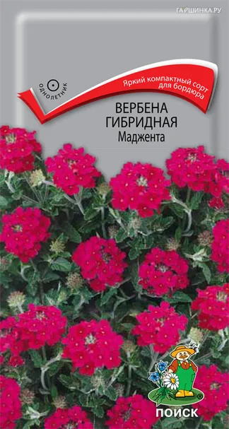 Вербена гибридная Маджента 0,1, Поиск