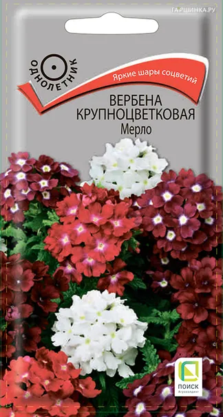 Вербена Мерло 10 крупноцветковая , Семена Поиск