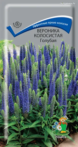 Вероника колосистая Голубая 0,1, Поиск