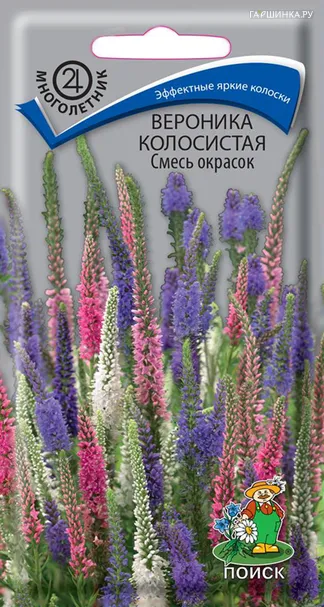 Вероника колосистая Смесь окрасок 0,1, Поиск
