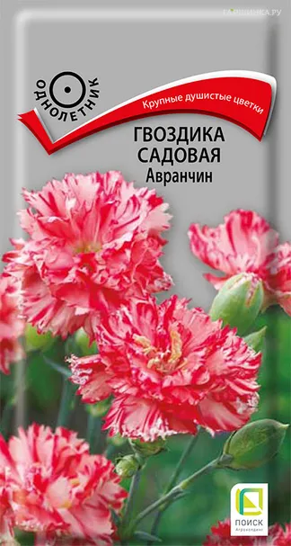 Гвоздика Авранчин садовая 0,1 г, Семена Поиск