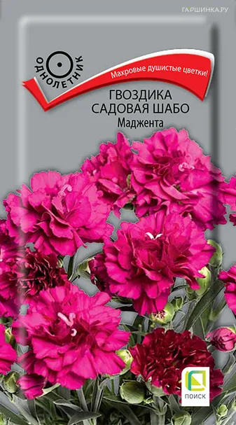 Гвоздика садовая Шабо Маджента 0,1, Поиск