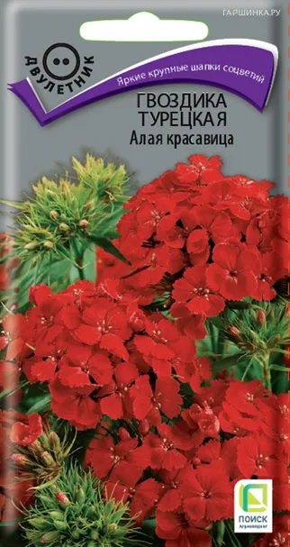 Гвоздика Турецкая Алая красавица 0,5, Поиск