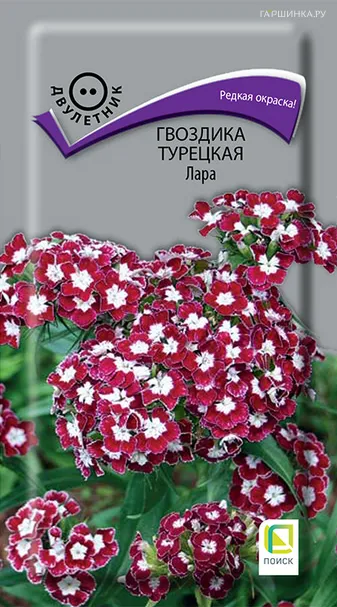 Гвоздика Турецкая Лара 0,3 г, Семена Поиск