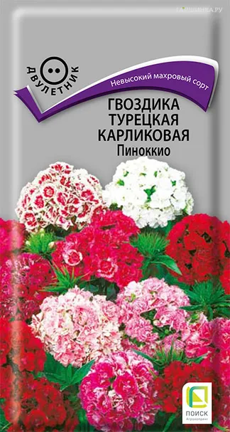 Гвоздика Турецкая Пиноккио карликовая 0,3, Поиск