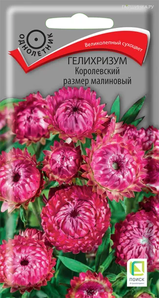 Гелихризум Королевский размер Малиновый 0,1 г, Семена Поиск