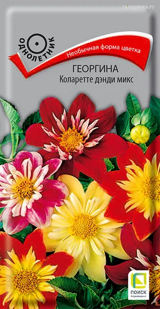 Георгина Коларетте дэнди микс 0,2, Поиск