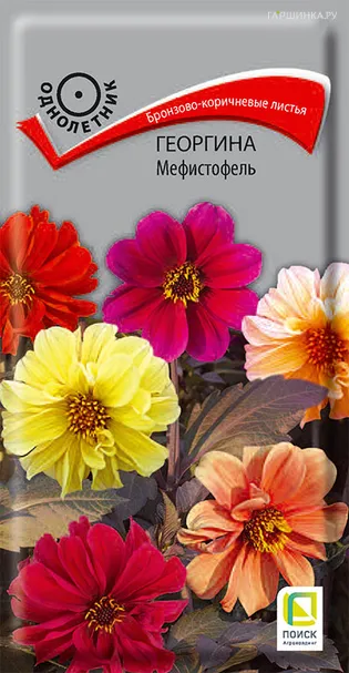Георгина Мефистофель 0,2, Поиск