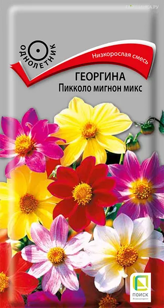 Георгина Пикколо Мигнон Микс 0,3 г, Семена Поиск