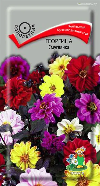 Георгина Смуглянка 0,2, Поиск