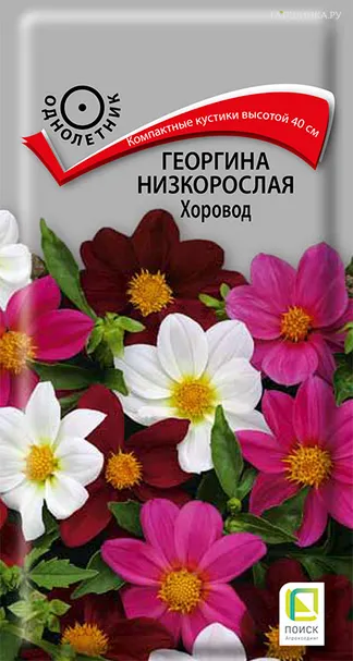 Георгина низкорослая Хоровод 10, Поиск