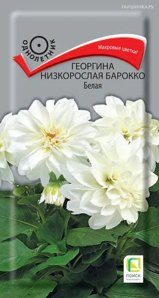 Георгина низкорослая Барокко Белая 0,1 г, Семена Поиск