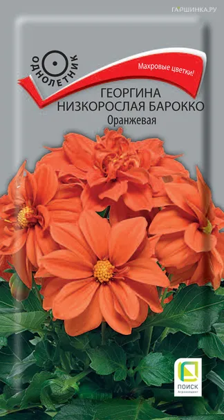 Георгина низкорослая Барокко Оранжевая 0,1 г, Семена Поиск