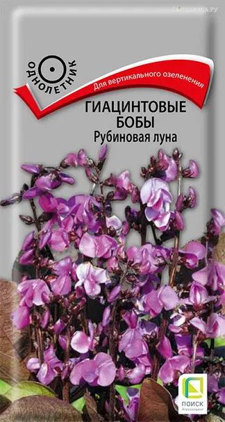 Гиацинтовые бобы Рубиновая луна 1, Поиск