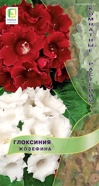 Глоксиния Жозефина 5, Семена Поиск