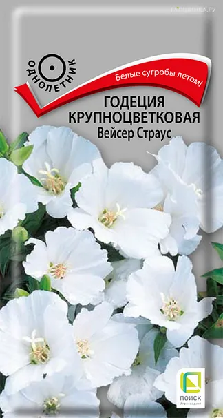 Годеция крупноцветковая Вейсер Страус 0,2, Поиск