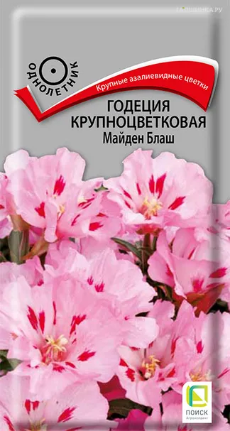 Годеция крупноцветковая Майден Блаш 0,2, Поиск